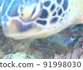 Damselfish! The turtle is big! 91998030