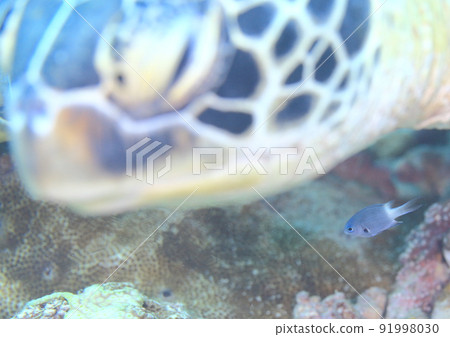 Damselfish! The turtle is big! Damselfish! The turtle is big! 91998030