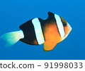 Let's get bitten on the dorsal fin! !! !! 91998033