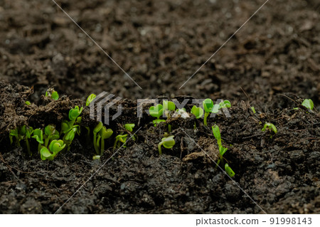 Fresh microgreens arugula sprouts growing from soil: close up view Fresh microgreens arugula sprouts growing from soil: close up view 91998143
