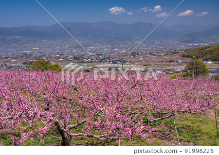 《山梨縣》盛開的桃花田，春天的甲府盆地 91998228