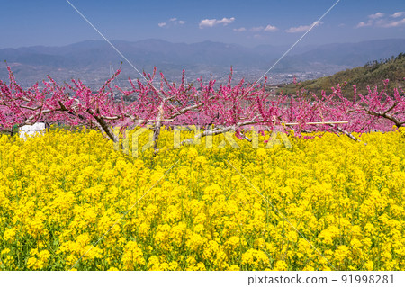 《山梨縣》桃花油菜花盛開,春天的甲府盆地 《山梨縣》桃花油菜花盛開,春天的甲府盆地 91998281