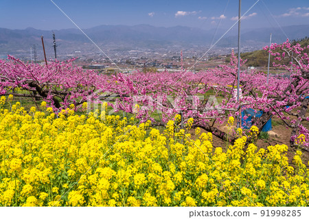 《Yamanashi Prefecture》 Full bloom of peach blossoms and rape blossoms, spring Kofu basin 《Yamanashi Prefecture》 Full bloom of peach blossoms and rape blossoms, spring Kofu basin 91998285
