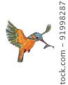 Kingfisher gets a small fish 91998287
