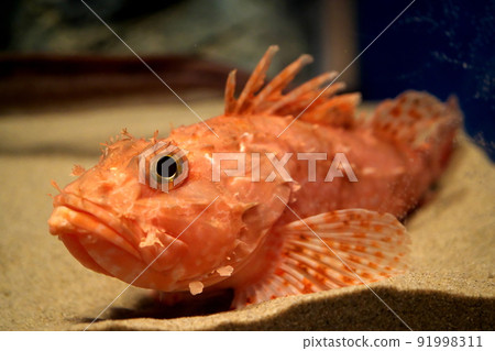 Izukasago Izukasago 91998311