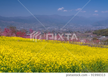 《Yamanashi Prefecture》 Full bloom of peach blossoms and rape blossoms, spring Kofu basin 《Yamanashi Prefecture》 Full bloom of peach blossoms and rape blossoms, spring Kofu basin 91998313