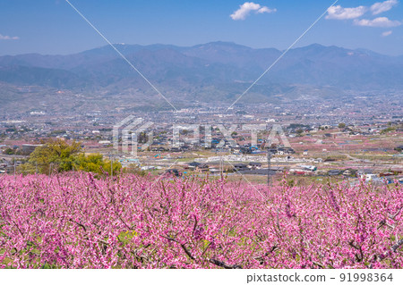 《Yamanashi Prefecture》 Full bloom peach blossom field, spring Kofu basin 《Yamanashi Prefecture》 Full bloom peach blossom field, spring Kofu basin 91998364
