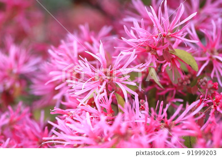 Safflower Tokiwa Mansaku (Safflower Tokiwamansaku) flower 91999203