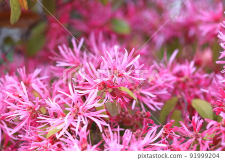Safflower Tokiwa Mansaku (Safflower Tokiwamansaku) flower 91999204