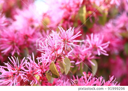 Safflower Tokiwa Mansaku (Safflower Tokiwamansaku) flower 91999206
