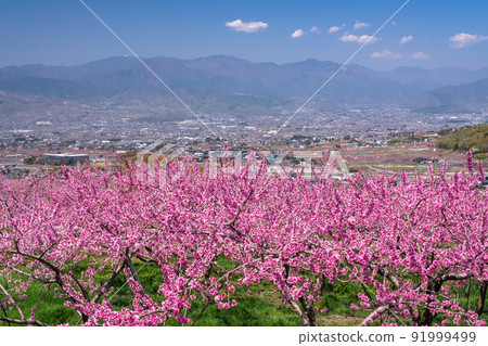 《山梨縣》盛開的桃花田，春天的甲府盆地 91999499