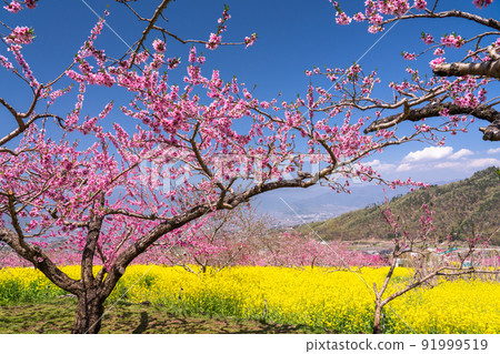《Yamanashi Prefecture》 Full bloom of peach blossoms and rape blossoms, spring Kofu basin 91999519