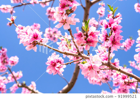《Yamanashi Prefecture》 Full bloom peach blossom field, spring Kofu basin 91999521