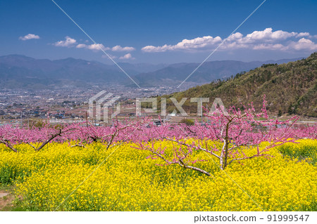 《山梨縣》桃花油菜花盛開，春天的甲府盆地 91999547