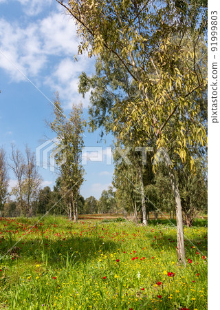 View of Eucalyptus trees and fields of red anemone flowers, Northern Negev Desert, Southern Israel, Darom Adom Festival 91999803