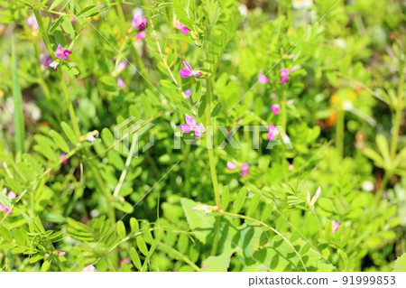 Vetch flower 91999853