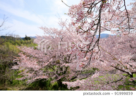 Cherry Blossom Flower Yoshino Cherry Blossom Flower Yoshino 91999859