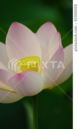 Lotus Paradise 51 Lotus Paradise 51 92000008