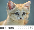 Sand cat up 92000259