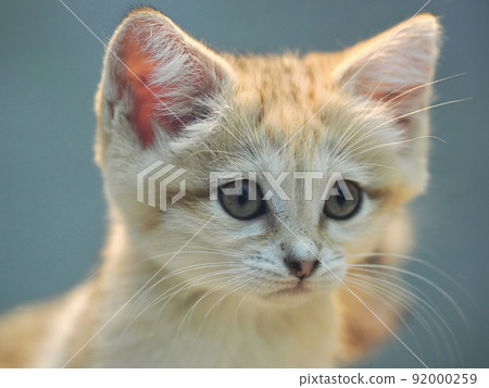 Sand cat up Sand cat up 92000259