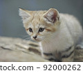 Sunaneko 92000262