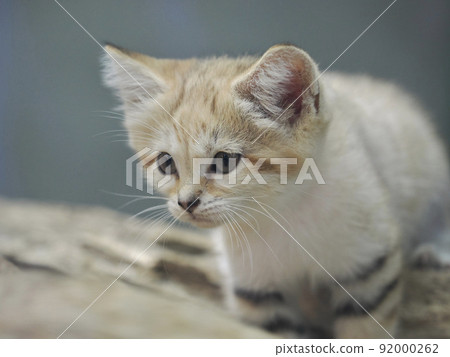 Sunaneko 92000262