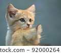 Sand cat that cares about something 92000264