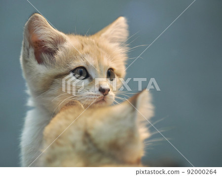Sand cat that cares about something 92000264