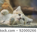 Sand cat's round eyes 92000266