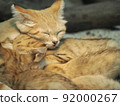 Sand cats that stick to each other and sleep 92000267