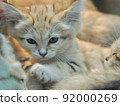 A little sleepy sand cat 92000269