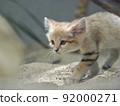 Stealth-footed sand cat 92000271