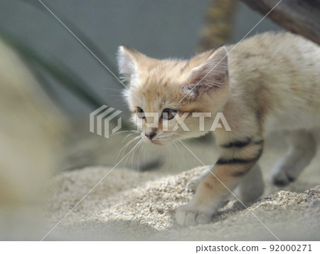 Stealth-footed sand cat Stealth-footed sand cat 92000271