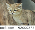 Mom sand cat 92000272