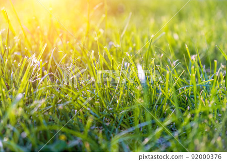 Close up of freshly cutting grass on the green lawn or field with sun beam, soft focus, copy space. Close up of freshly cutting grass on the green lawn or field with sun beam, soft focus, copy space. 92000376
