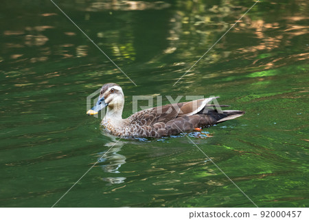 One duck to accompany Geibikei One duck to accompany Geibikei 92000457