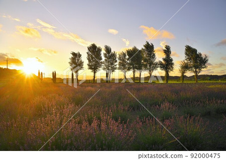 Lavender field and poplar tree-lined sunset Sakura Lavender Land Lavender field and poplar tree-lined sunset Sakura Lavender Land 92000475