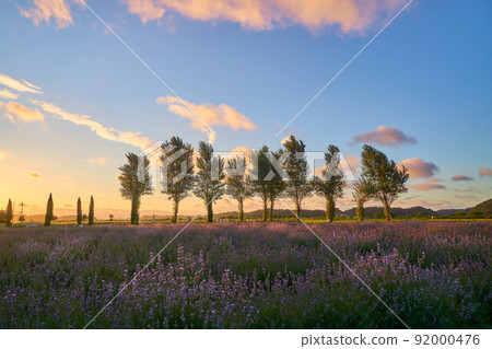 Lavender field and dusk of poplar trees Sakura Lavender Land Lavender field and dusk of poplar trees Sakura Lavender Land 92000476