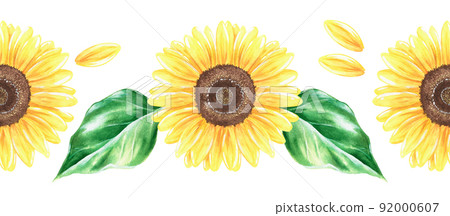 Sunflowers seamless border .Watercolor illustration.Isolated on a white background. 92000607