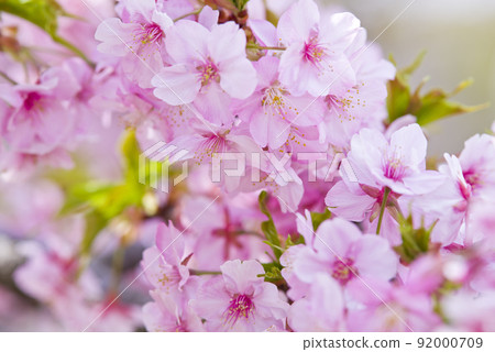 河津櫻（河津櫻花）盛開。 92000709