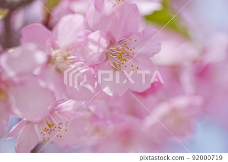 河津櫻（河津櫻花）盛開。 92000719