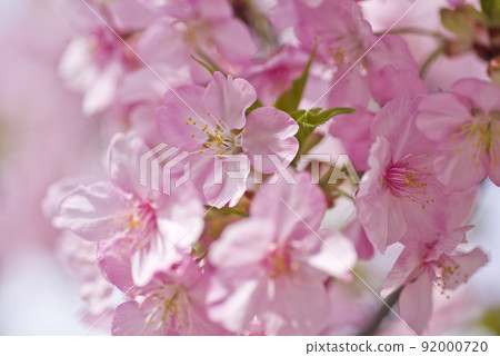 河津櫻(河津櫻花)盛開。 河津櫻(河津櫻花)盛開。 92000720