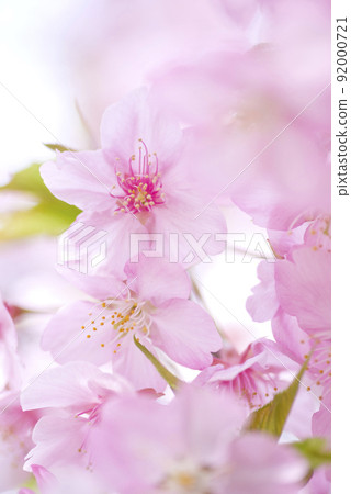 河津櫻(河津櫻花)盛開。 河津櫻(河津櫻花)盛開。 92000721