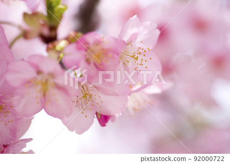 河津櫻（河津櫻花）盛開。 92000722