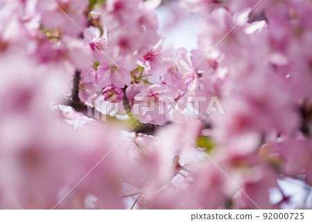 河津櫻（河津櫻花）盛開。 92000725