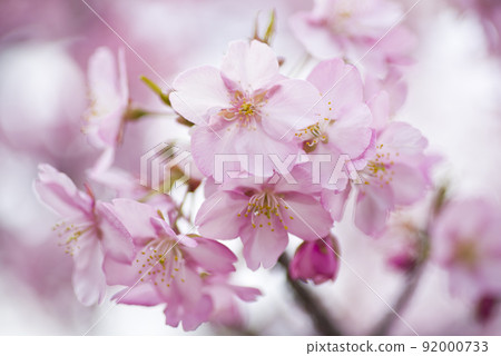 The flowers of Kawazuzakura (Kawazu cherry blossoms) in full bloom are in bloom. 92000733