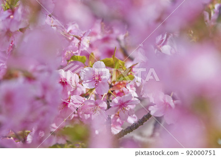 河津櫻（河津櫻花）盛開。 92000751