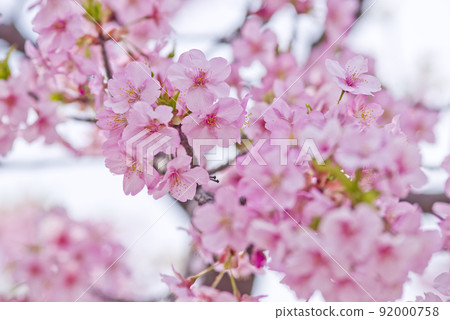 河津櫻（河津櫻花）盛開。 92000758