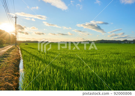 鄉村落日櫻花薰衣草樂園 92000806