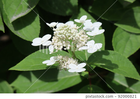 風景與開花的樹木與綠葉和白花的 Panicled 繡球花 92000821